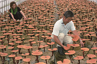 영지버섯 재배 이미지