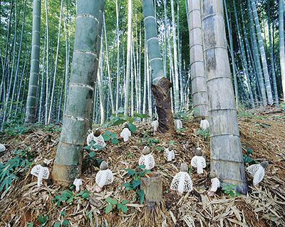 대나무와 버섯 이미지