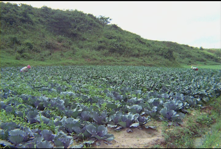 계약 재배, 목장, 소 값 안정 이미지