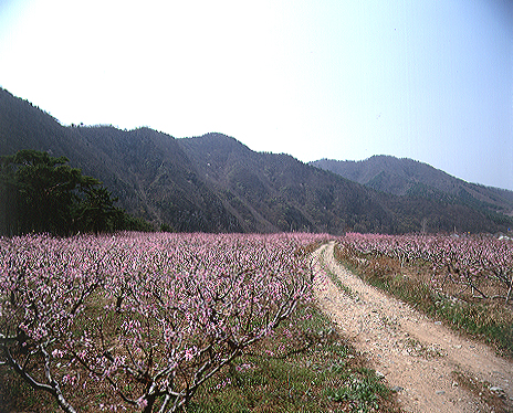 복숭아밭 풍경 이미지