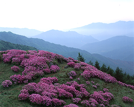 지리산의 봄 이미지